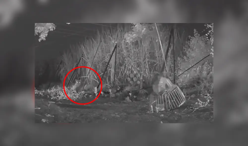 Desliza hacia la izquierda para ver algunas imágenes del conmovedor reencuentro del cachorro con su mamá leopardo. El video es viral en Facebook. Desliza hacia la izquierda para ver algunas imágenes del conmovedor reencuentro del cachorro con su mamá leopardo. El video es viral en Facebook.