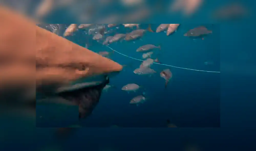 Desliza hacia la izquierda para ver el encuentro de un buzo con hambrientos tiburones. Video es viral en Facebook.