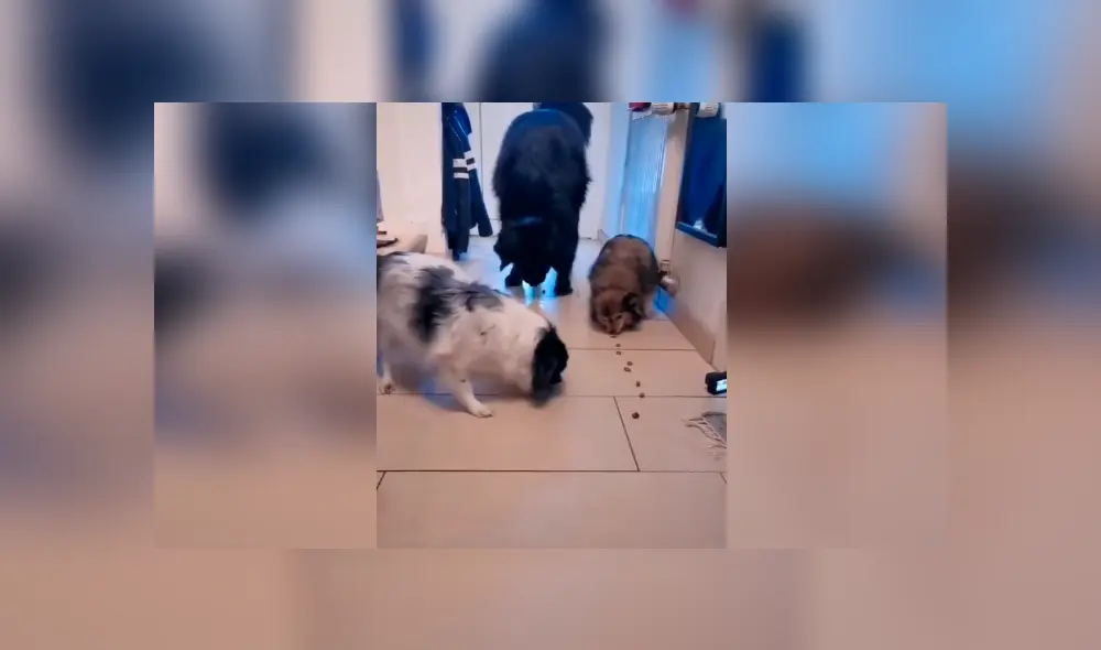 Desliza las imágenes para conocer quien fue el ganador de un divertido enfrentamiento entre tres perros.