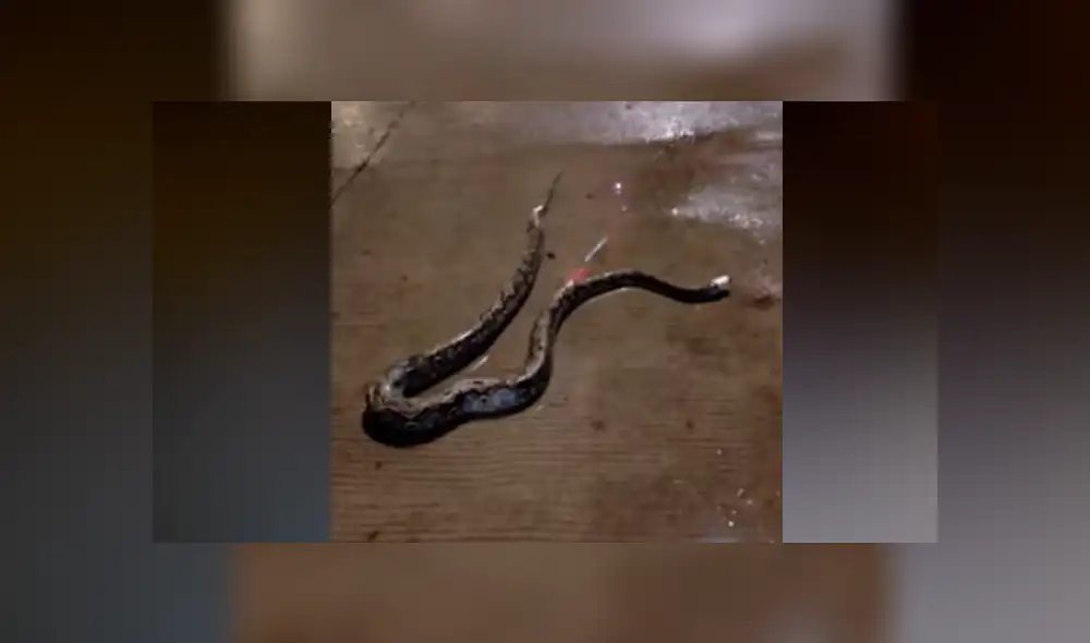 Desliza hacia la izquierda para ver el rescate de la serpiente pitón que se volvió viral en Facebook. Desliza hacia la izquierda para ver el rescate de la serpiente pitón que se volvió viral en Facebook.
