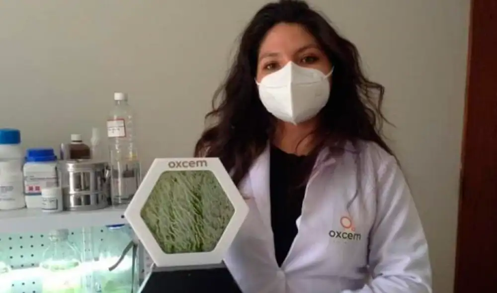 La cantidad oxígeno que se obtiene es más alto que el de los árboles. Foto: Andina