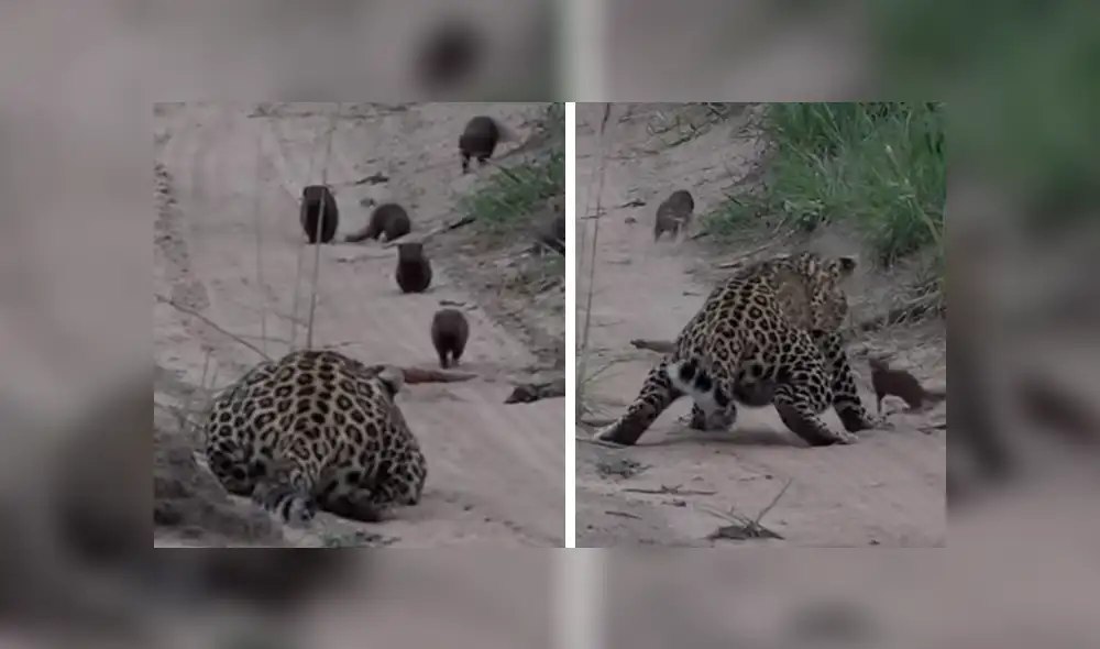 YouTube viral: un leopardo le tendió trampa a marmota bebé y tuvo inesperado final [VIDEO] 