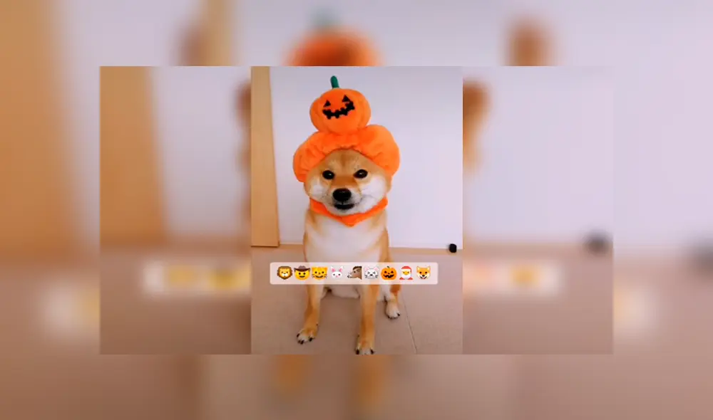 En Tik Tok, una joven adquirió graciosos sombreros para ponerlo en la cabeza de su mascota como parte de un reto.