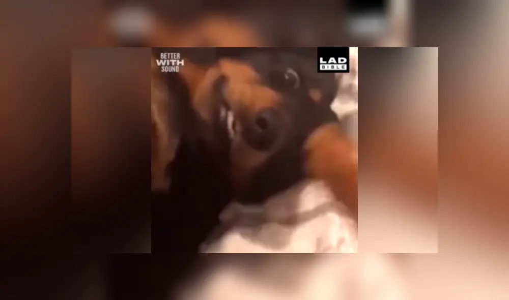 Facebook viral: hombre regaña a su perro por travesura y can finge su muerte 