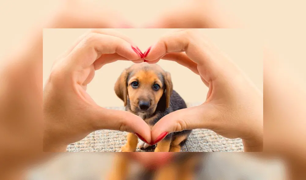 Tener perros es bueno para el corazón, según estudio. Foto: difusión