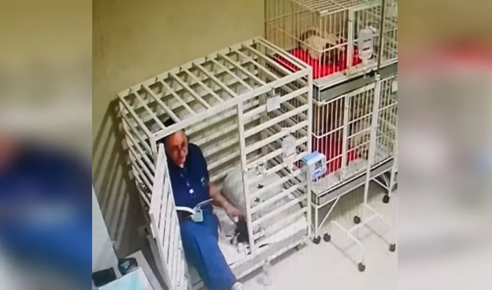 Desliza las imágenes para observar el cariñoso gesto que tiene una veterinaria con los animales que llegan a su trabajo. Foto: Captura de TikTok