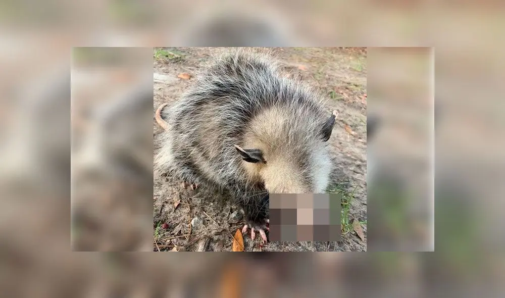 Zarigueya bebé queda ciega tras ser brutalmente golpeada con palos de golf Zarigueya bebé queda ciega tras ser brutalmente golpeada con palos de golf