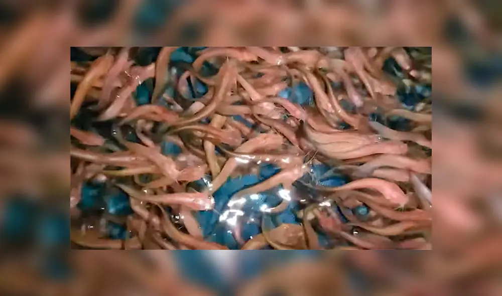 Un hombre quedó impactado a ver cientos de extrañas criaturas en un extraño pozo.