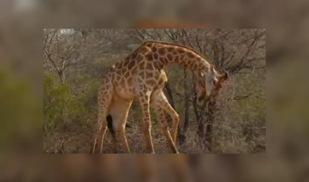En YouTube, unas dos jirafas tuvieron una épica pelea en medio de la selva y fueron captados por unos jóvenes. En YouTube, unas dos jirafas tuvieron una épica pelea en medio de la selva y fueron captados por unos jóvenes.
