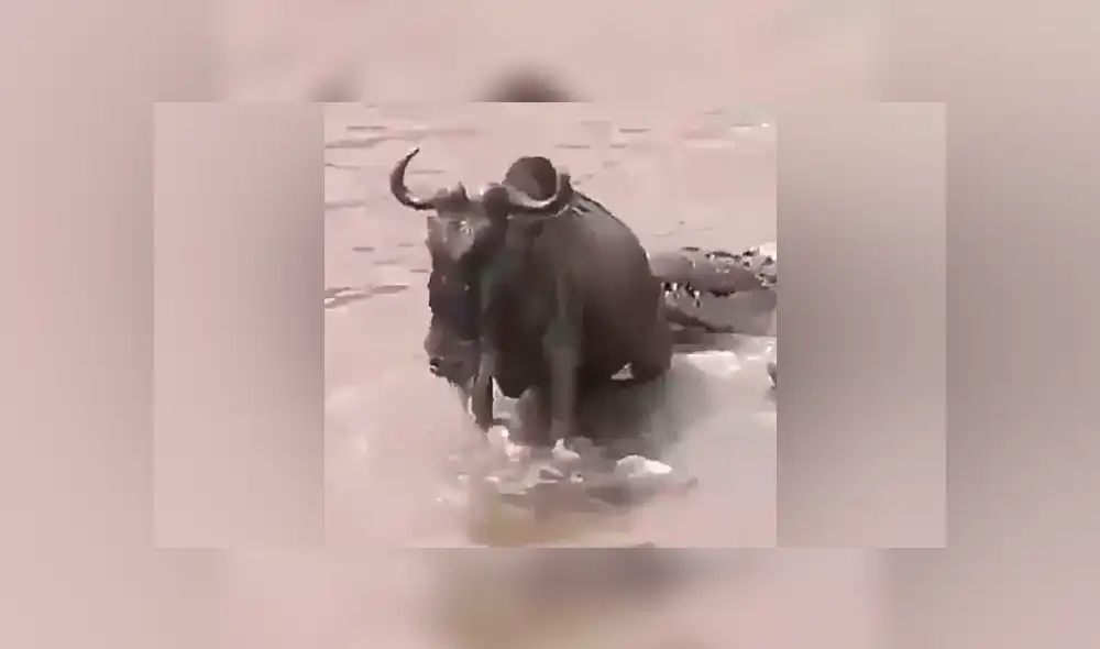 YouTube viral: Hambriento cocodrilo mordisquea a ñu por la cola, lo suelta y deja lesionado [VIDEO] 