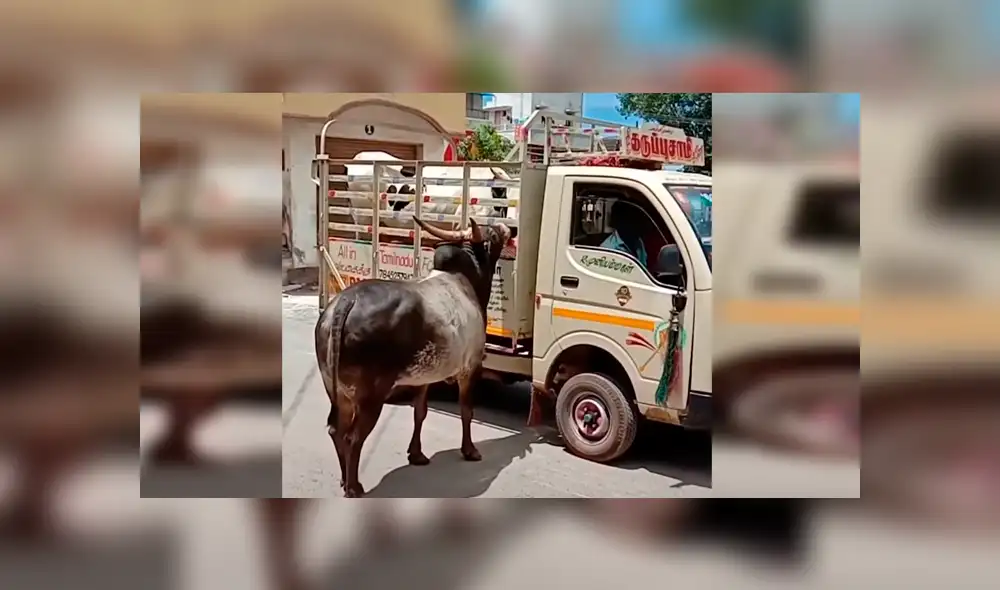 Desliza las imágenes hacia la izquierda para conocer la conmovedora historia de un toro junto a su ‘pareja’. Fotocaptura: Facebook. Desliza las imágenes hacia la izquierda para conocer la conmovedora historia de un toro junto a su ‘pareja’. Fotocaptura: Facebook.
