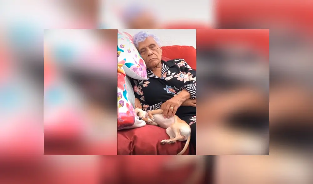 Desliza las imágenes hacia la izquierda para apreciar la emotiva escena protagonizada por una señora y su mascota. Desliza las imágenes hacia la izquierda para apreciar la emotiva escena protagonizada por una señora y su mascota.