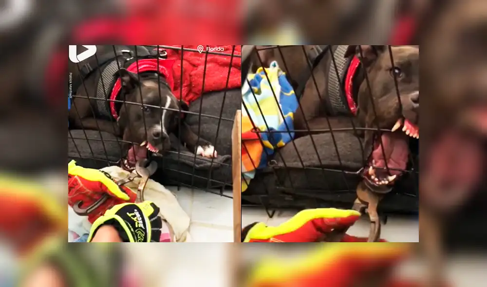 Facebook viral: bombero salva la vida de perro travieso que quedó con la mandíbula atorada a su jaula Facebook viral: bombero salva la vida de perro travieso que quedó con la mandíbula atorada a su jaula