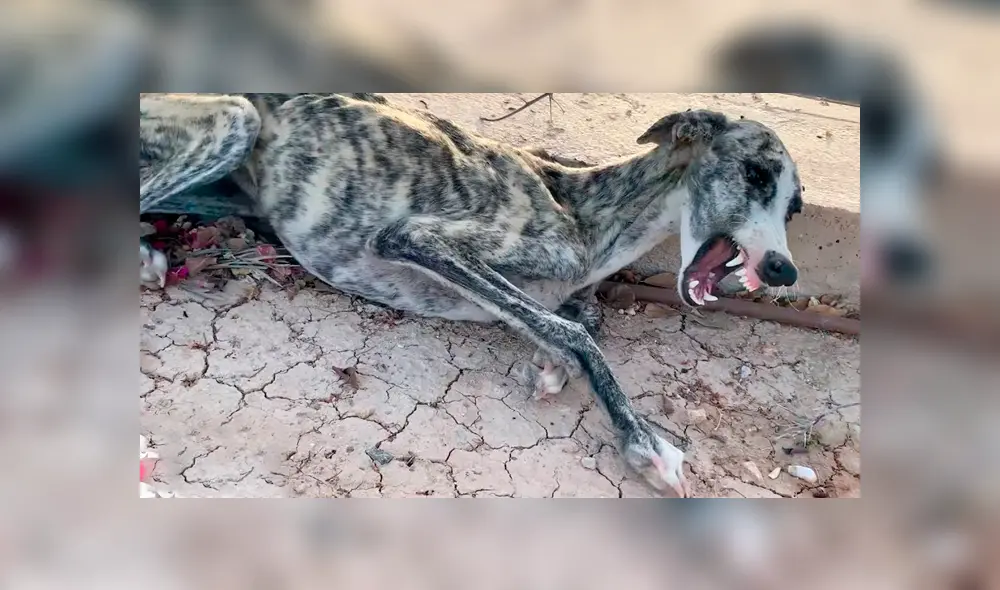 Desliza hacia la izquierda para ver la recuperación de un perro callejero que fue abandonado en deplorables condiciones. Estas imágenes se han viralizado en Facebook. Desliza hacia la izquierda para ver la recuperación de un perro callejero que fue abandonado en deplorables condiciones. Estas imágenes se han viralizado en Facebook.
