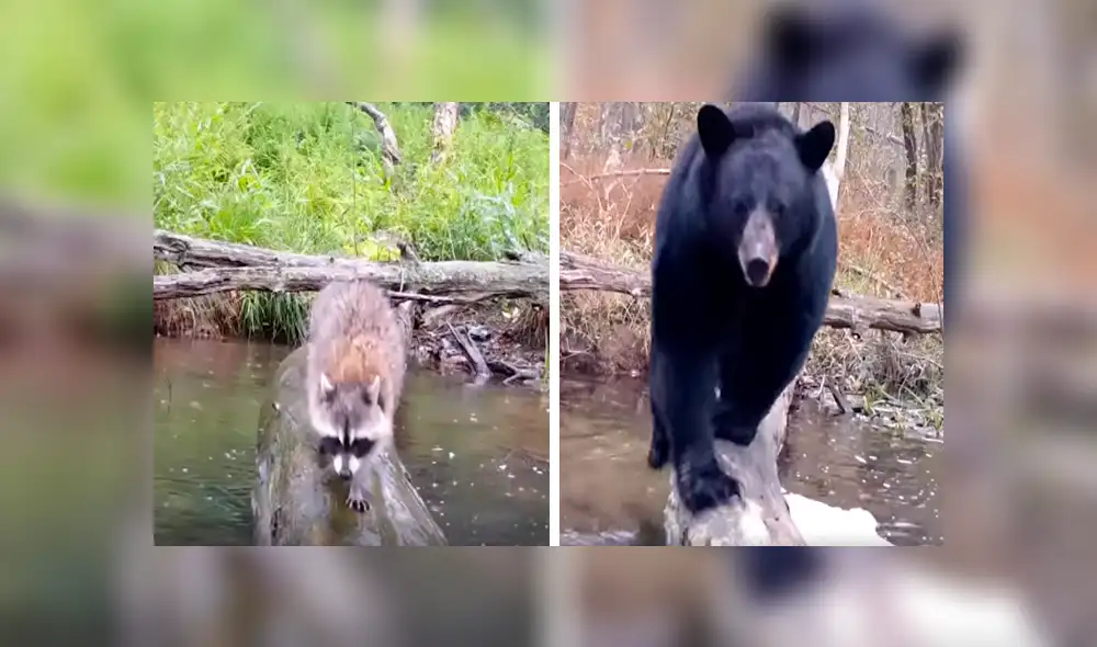 Desliza las imágenes hacia la izquierda para observar a los animales que pasean por un tronco caído en un cauce.