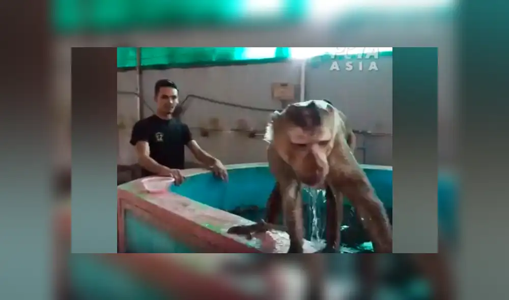 Obligan a mono a levantar pesas y hacer ejercicios para entretener a turistas [VIDEO] 