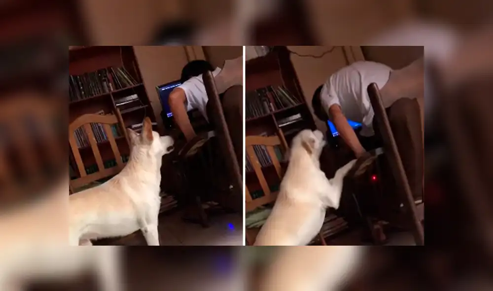 Desliza las imágenes hacia la izquierda para conocer el duro comportamiento de un perro para vigilar a su dueño.