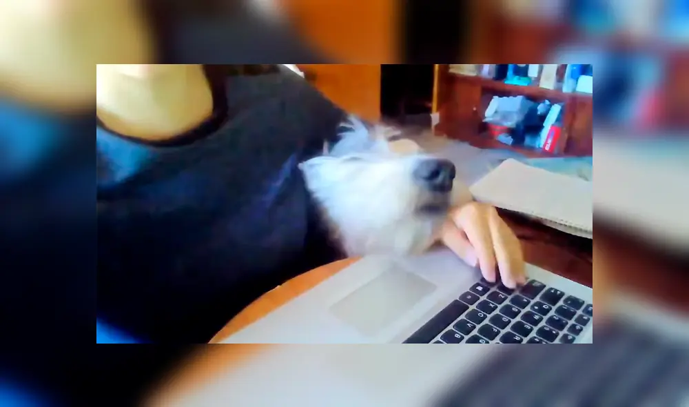 Desliza las imágenes para conocer el tierno comportamiento de un perro para obtener la atención de su dueña. Foto: Captura.