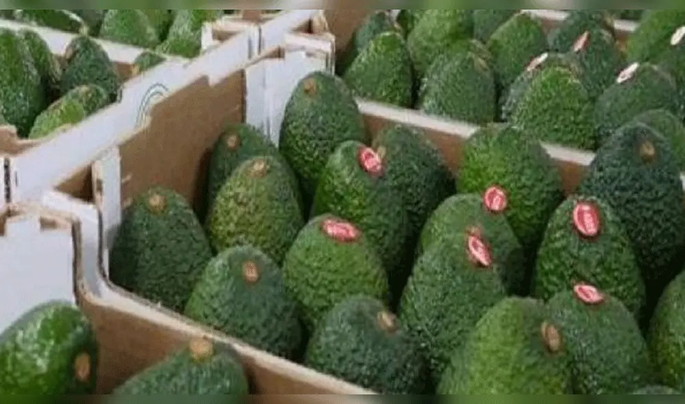 El Senasa apoyó a los agricultores para que la exportación no se paralice. El Senasa apoyó a los agricultores para que la exportación no se paralice.