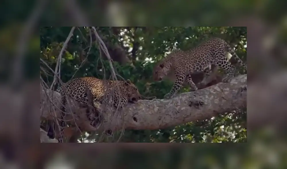 YouTube viral: Pareja de leopardos juega sobre un árbol y el video es tendencia