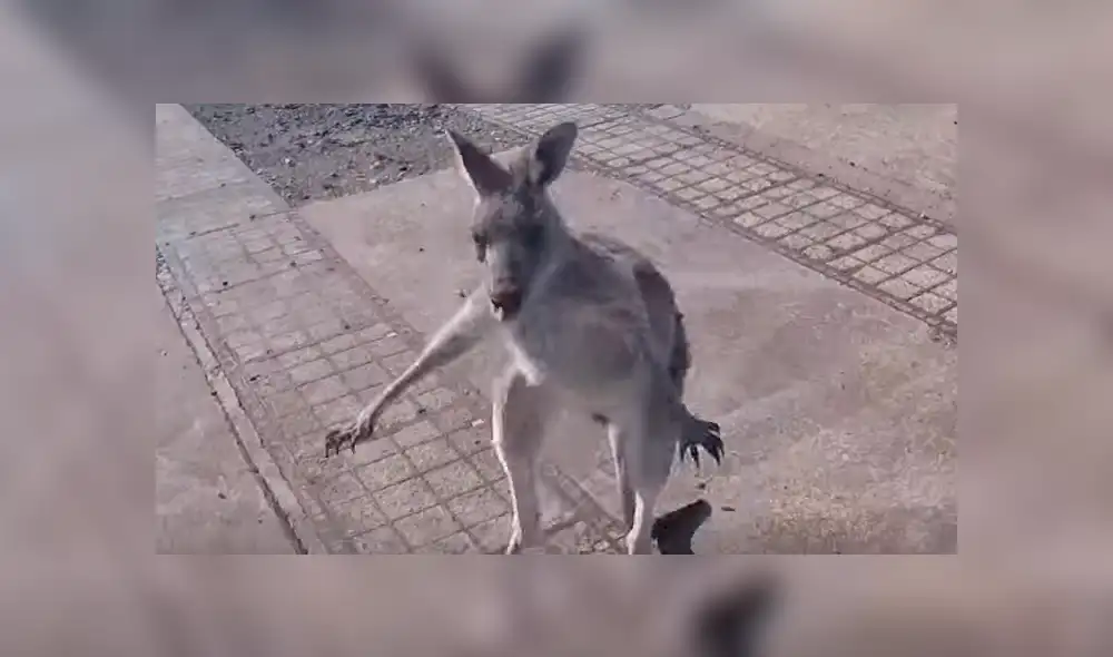 YouTube viral: canguro ve que deportista aterriza en su propiedad y lo golpea brutalmente [VIDEO]