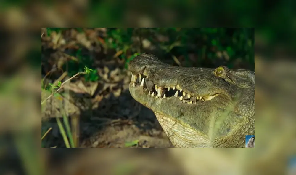 Una mamá cocodrilo protege a sus bebés con curiosa técnica. Viral de Facebook.