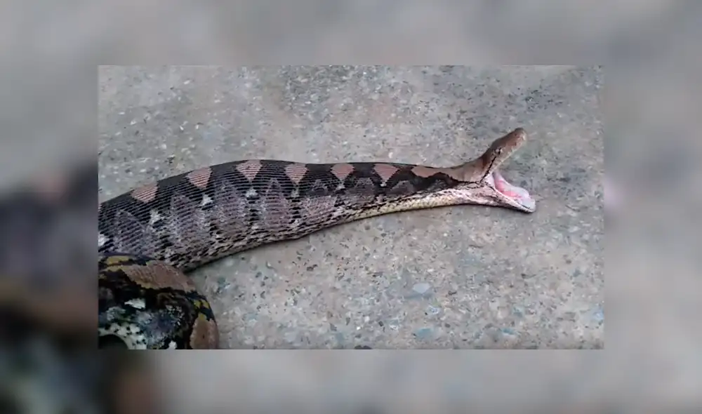 El autor del video de YouTube se acercó a serpiente salvaje para grabar asqueroso momento en que regurgita a un gato