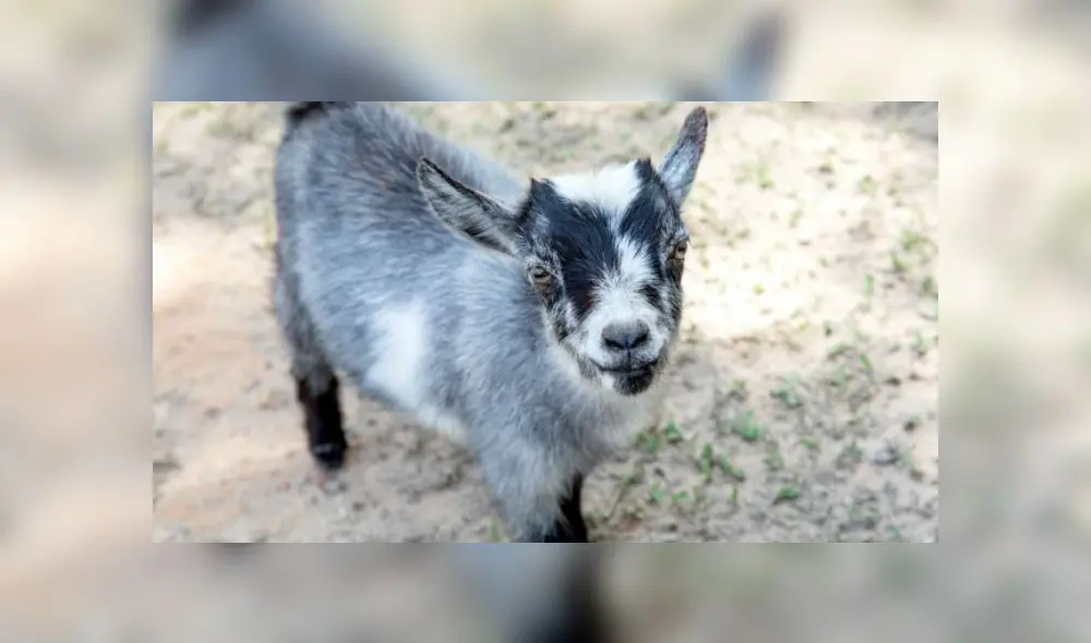 El hombre violó las normas del Estado de Alarma decretado en España. Fuente: foto referencial. El hombre violó las normas del Estado de Alarma decretado en España. Fuente: foto referencial.