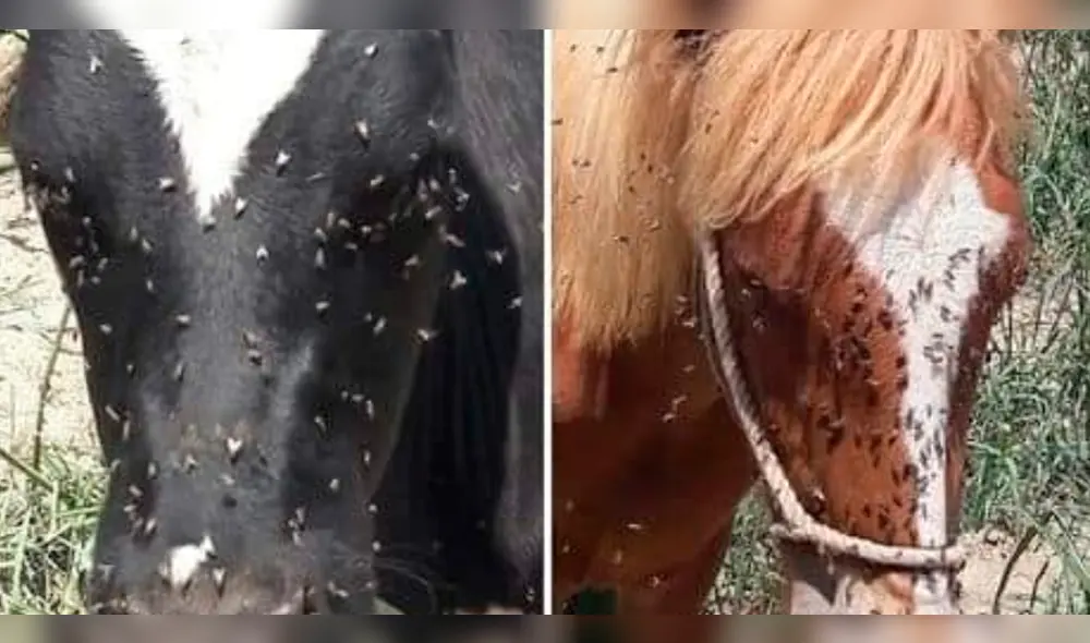 Preocupación por plaga de moscas que afecta cultivos en Tacna. Preocupación por plaga de moscas que afecta cultivos en Tacna.