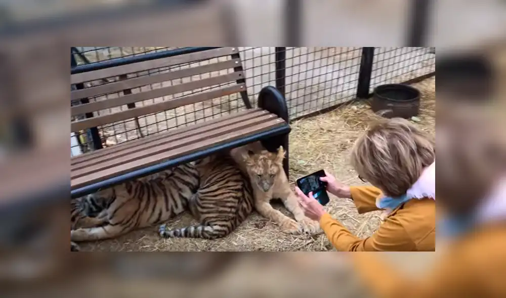 Un video viral de Facebook registró el momento en que una turista intenta acariciar a uno de los felinos, sin imaginar lo que sucedería.