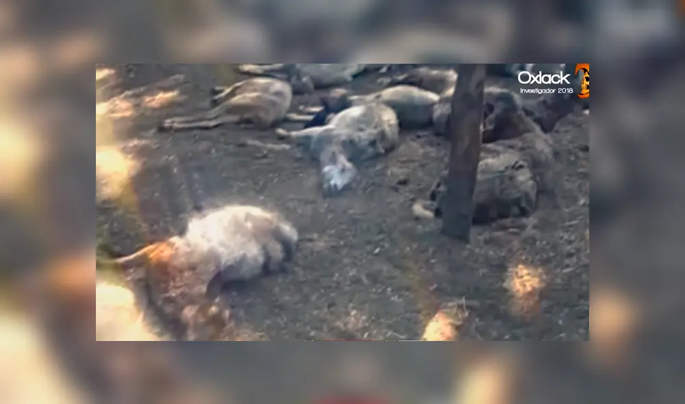 YouTube viral: ¿es real el video del terrorífico 'hombre conejo? Aquí te revelamos el misterio [VIDEO]