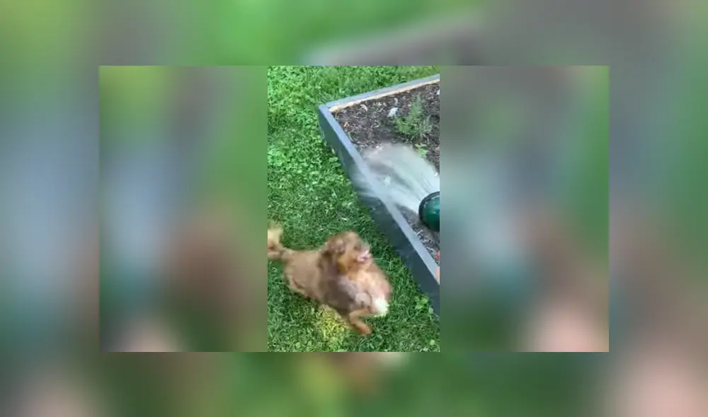 Desliza para ver los detalles del video viral publicado en Facebook. Foto: Captura.