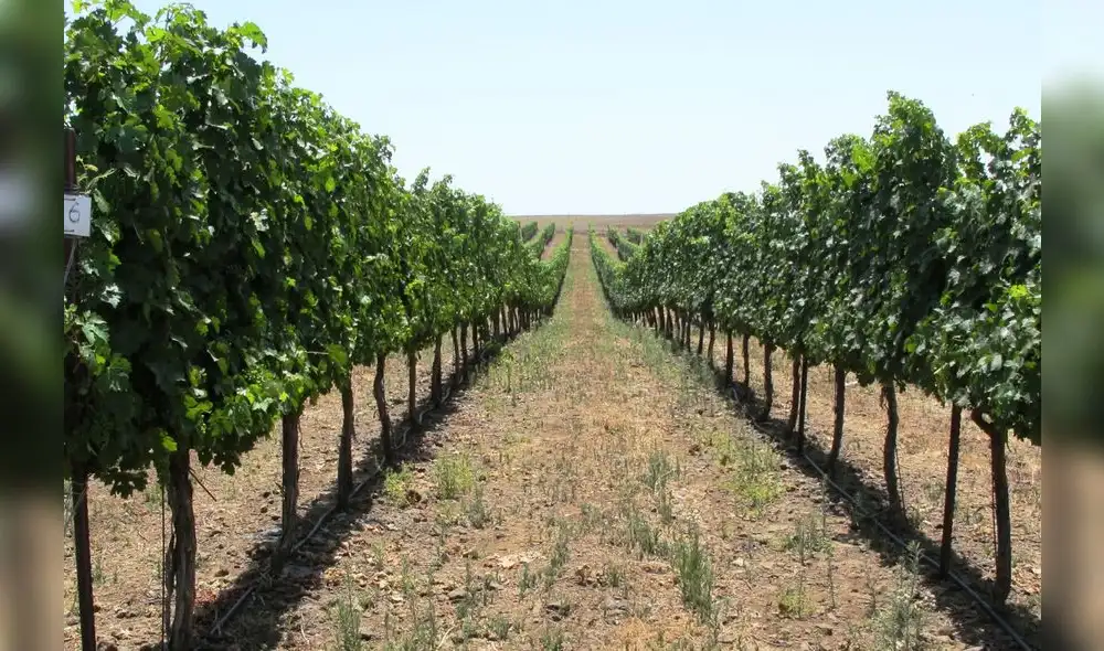 Minagri declara de necesidad pública proyecto que amplía frontera agrícola en Moquegua Minagri declara de necesidad pública proyecto que amplía frontera agrícola en Moquegua