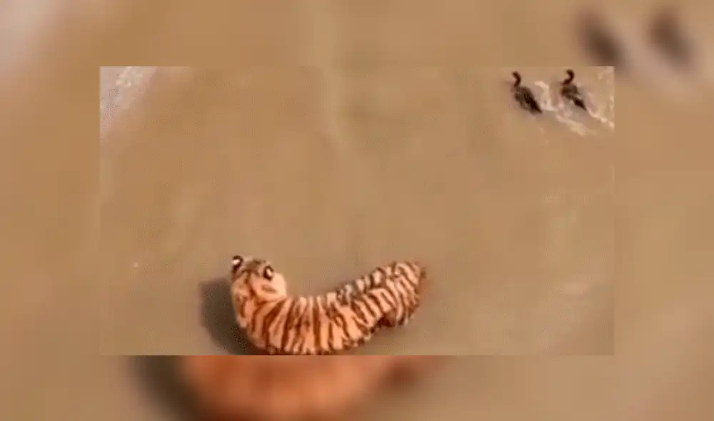 Facebook viral: Patos se burlan cruelmente de un feroz tigre, que entró a su hogar para devorarlos [VIDEO] 