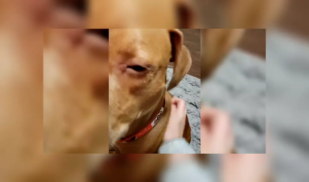 Desliza la imagen compartida en YouTube para verlas todas.