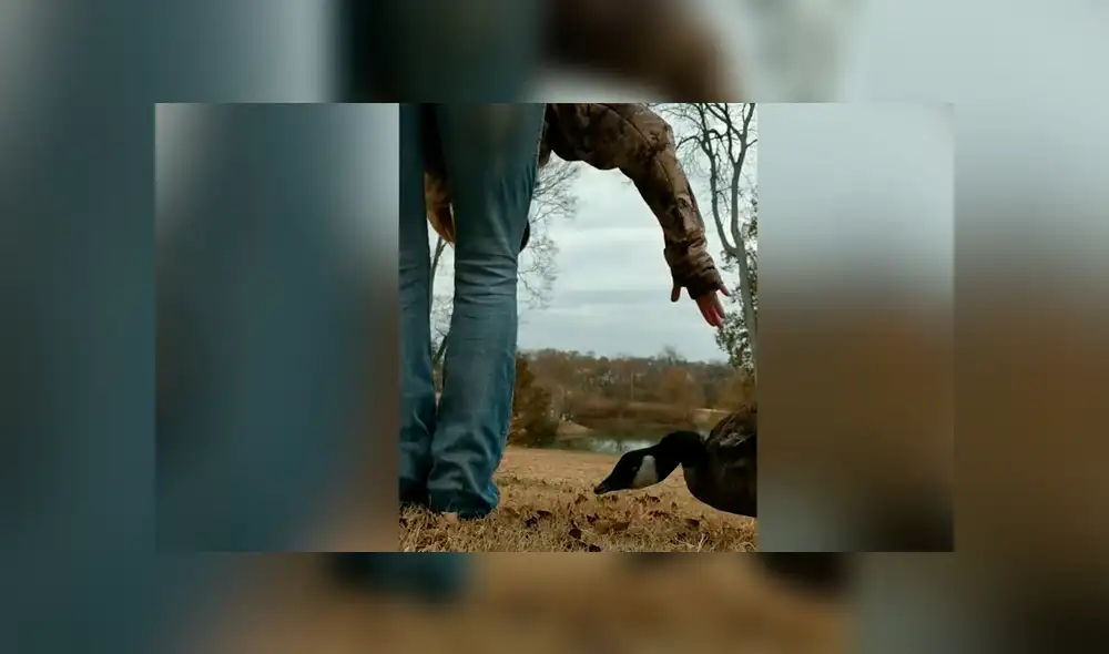 El ave pudo tener su primer vuelo tras haber sido rescatado de un lugar en el que le impedían desprender sus alas. Foto: captura