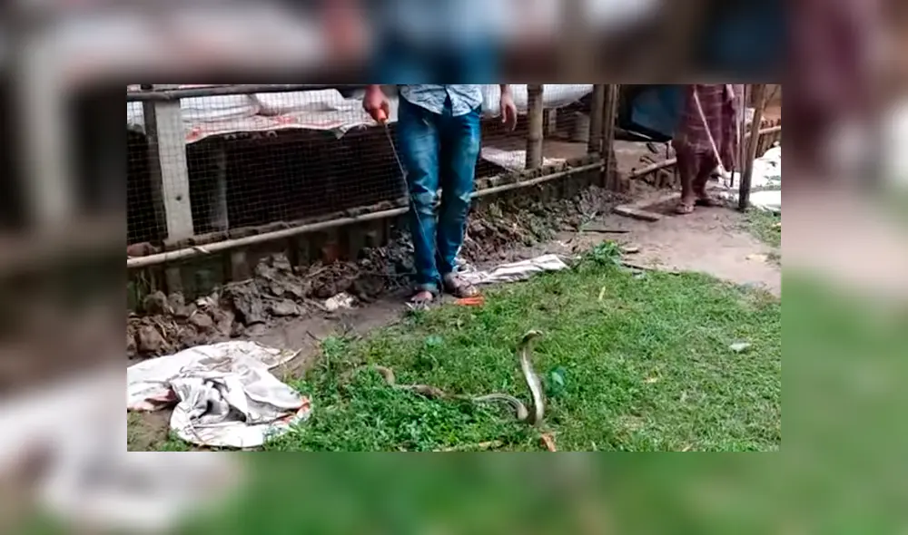 Un video viral de YouTube mostró la arriesgada maniobra que utilizó un hombre para liberar a una peligrosa cobra que había quedado atrapada en una red de hierro. Un video viral de YouTube mostró la arriesgada maniobra que utilizó un hombre para liberar a una peligrosa cobra que había quedado atrapada en una red de hierro.
