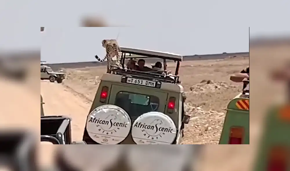 En YouTube, una familia realizaba un safari y fueron sorprendidos por una feroz chita que se subió a su vehículo. En YouTube, una familia realizaba un safari y fueron sorprendidos por una feroz chita que se subió a su vehículo.