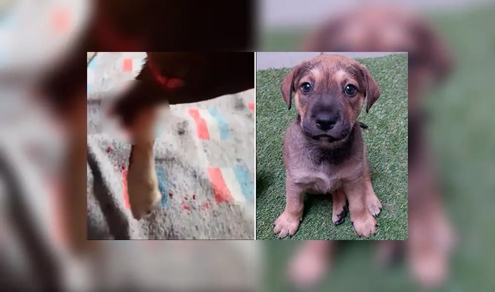 Janel adopción Janel adopción