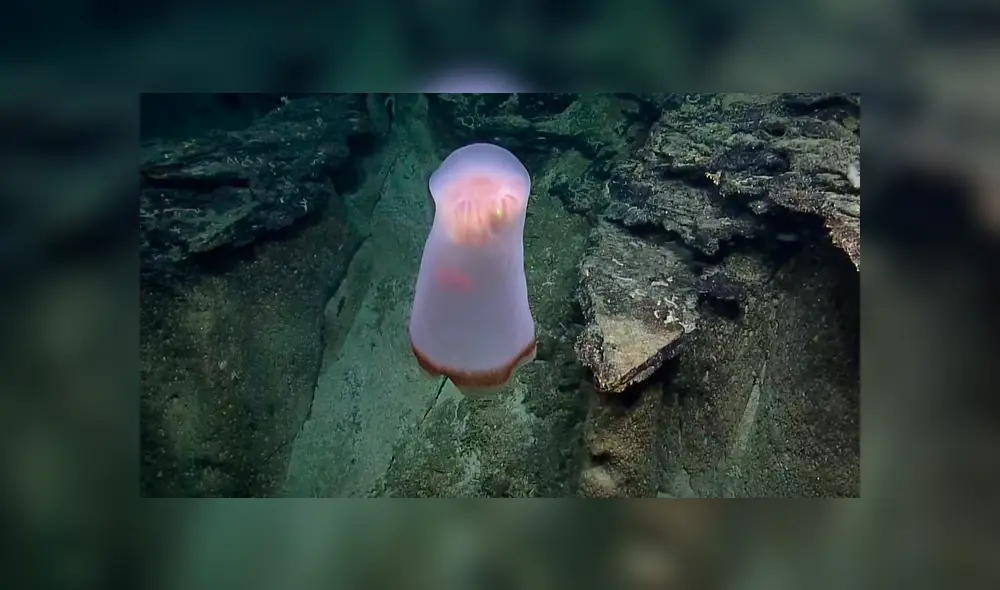 Investigadores de Estados Unidos compartieron en YouTube el video viral de la extraña criatura que adopta aterradoras apariencias.