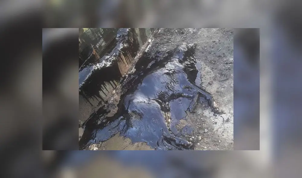 Desliza para descubrir lo que le sucedió a Aloe después de caerse a un pozo de brea. Foto: Facebook Desliza para descubrir lo que le sucedió a Aloe después de caerse a un pozo de brea. Foto: Facebook