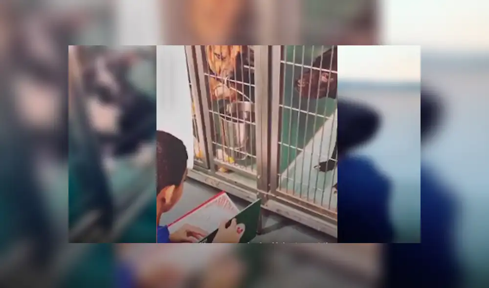 Es viral en Facebook. Tiene solo 10 años y es un ferviente voluntario de un refugio para perros rescatados. Su historia ha conmovido al mundo Es viral en Facebook. Tiene solo 10 años y es un ferviente voluntario de un refugio para perros rescatados. Su historia ha conmovido al mundo