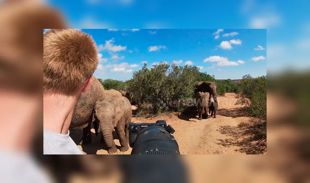 Desliza hacia la izquierda para el encuentro de un turista con leones de África. El video es viral en YouTube. Desliza hacia la izquierda para el encuentro de un turista con leones de África. El video es viral en YouTube.