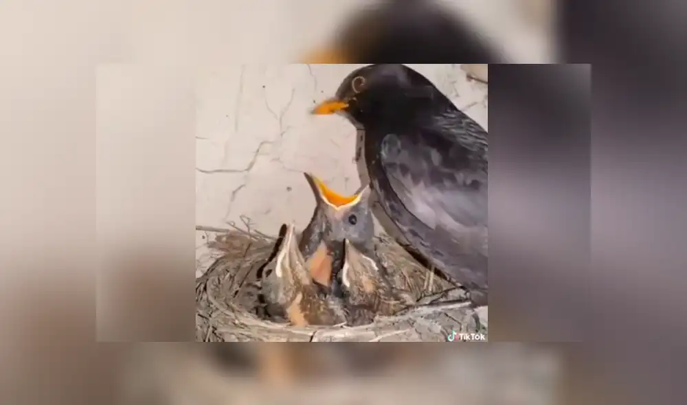 YouTube viral: Mamá pájaro le da cruel lección a su polluelo más 'hambriento' [VIDEO]