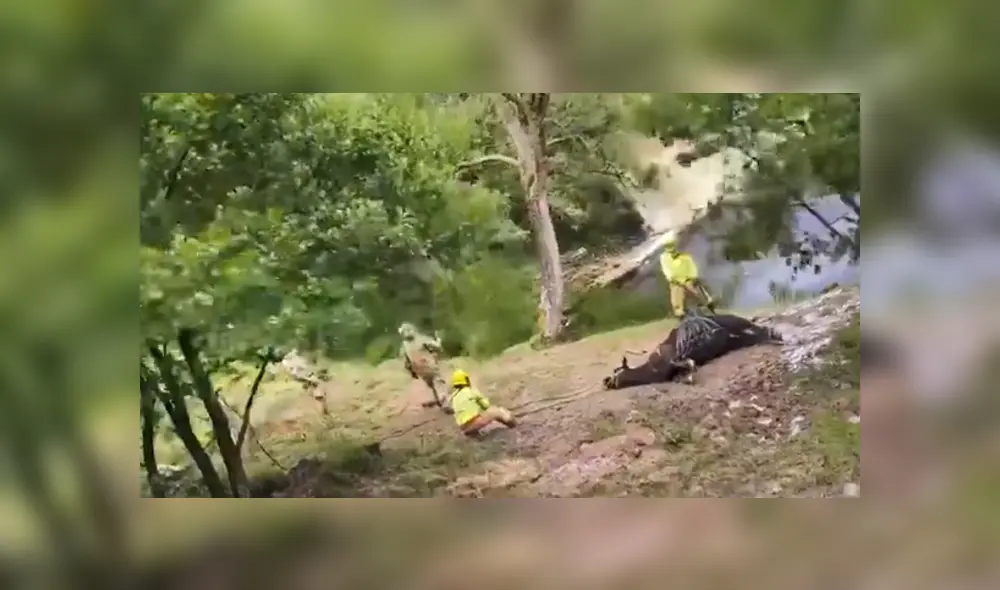 El animal quedó atrapado en un barranco y tuvo que llegar un helicóptero para sacarla del lugar. Foto: YouTube