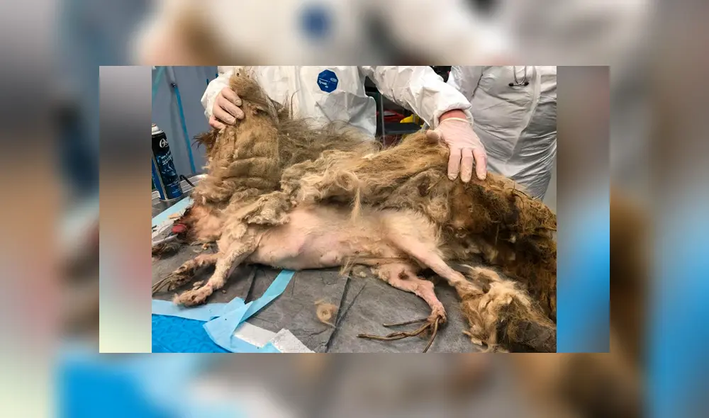 Facebook viral: perro callejero con abundante pelo es rescatado y su sorprende cambio de ‘look’ emociona a miles Facebook viral: perro callejero con abundante pelo es rescatado y su sorprende cambio de ‘look’ emociona a miles
