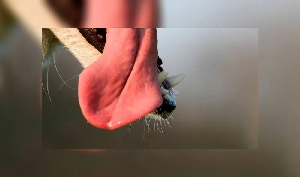 Raras enfermedades con animales. Foto: difusión. Raras enfermedades con animales. Foto: difusión.