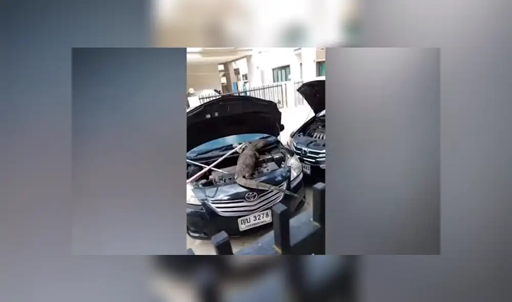 Desliza hacia la izquierda para ver al enorme reptil que se escondió en el motor de un carro. Video es viral en YouTube. Desliza hacia la izquierda para ver al enorme reptil que se escondió en el motor de un carro. Video es viral en YouTube.