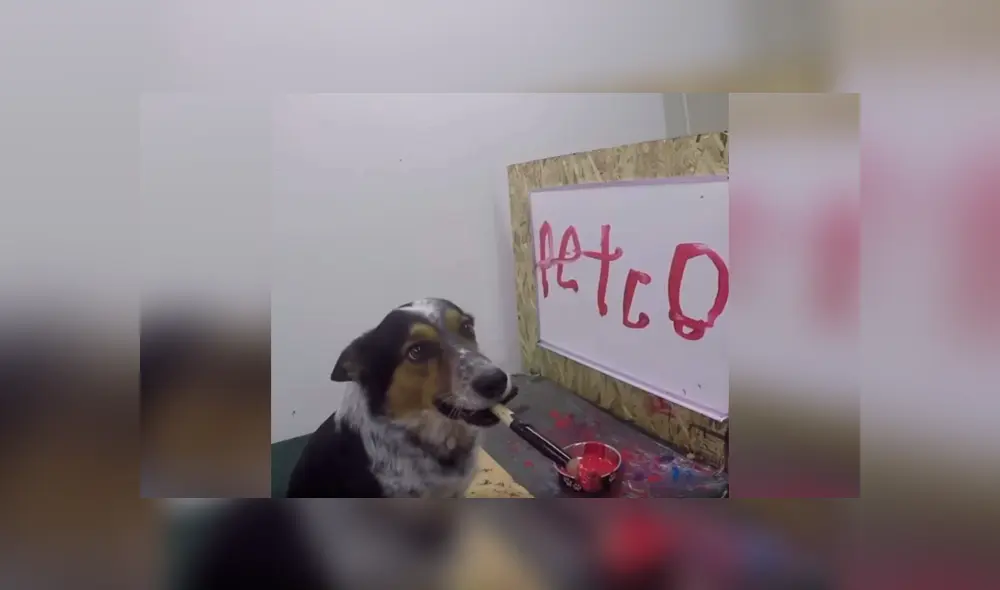Desliza las imágenes hacia la izquierda para conocer la increíble habilidad de un perro que aprendió a dibujar. Foto: Captura. Desliza las imágenes hacia la izquierda para conocer la increíble habilidad de un perro que aprendió a dibujar. Foto: Captura.