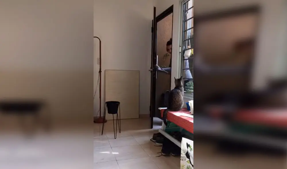 Desliza las imágenes para apreciar la emotiva acción de un gato cuando se queda solo en casa. Foto: Captura de Facebook